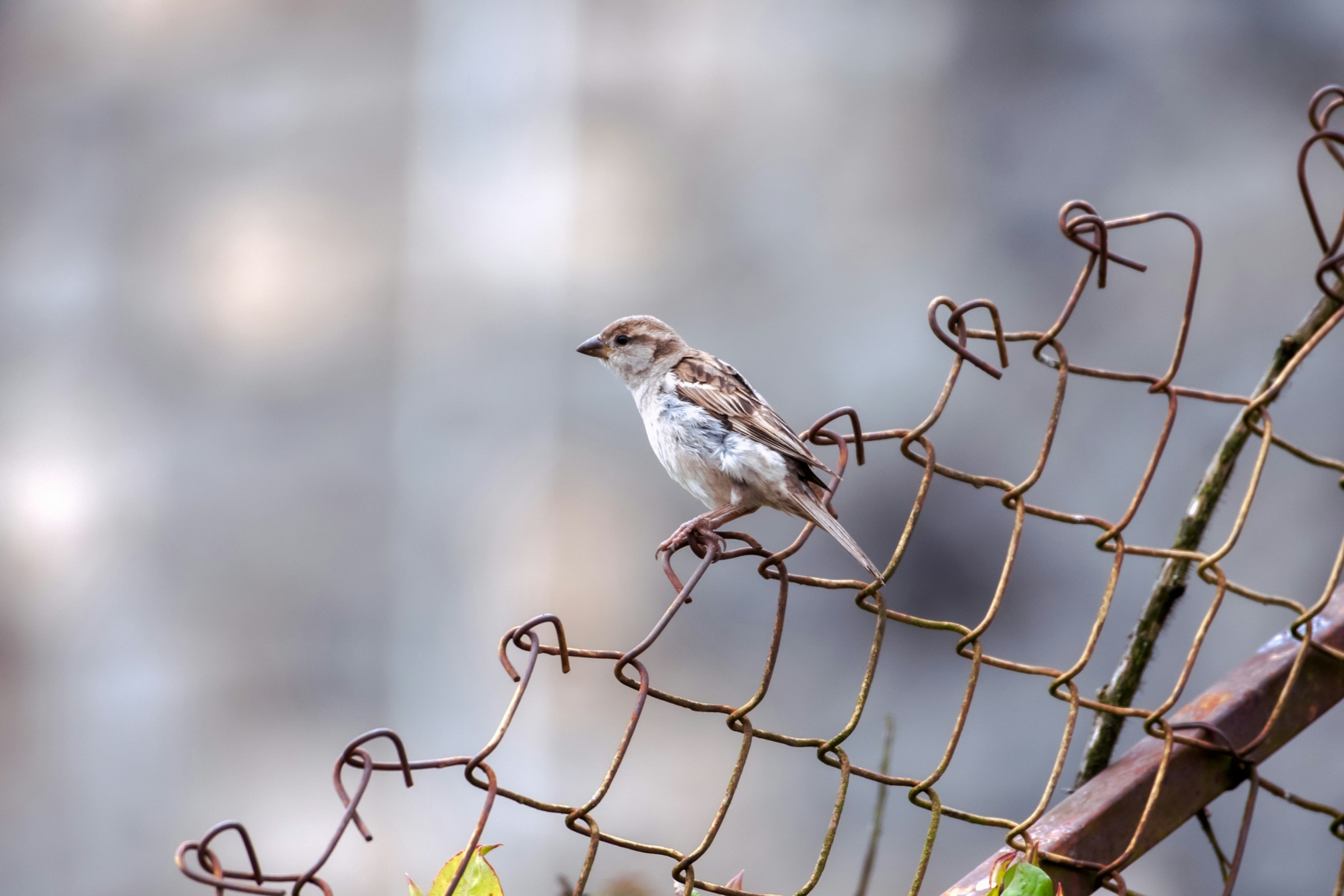 Urban Bird Patch