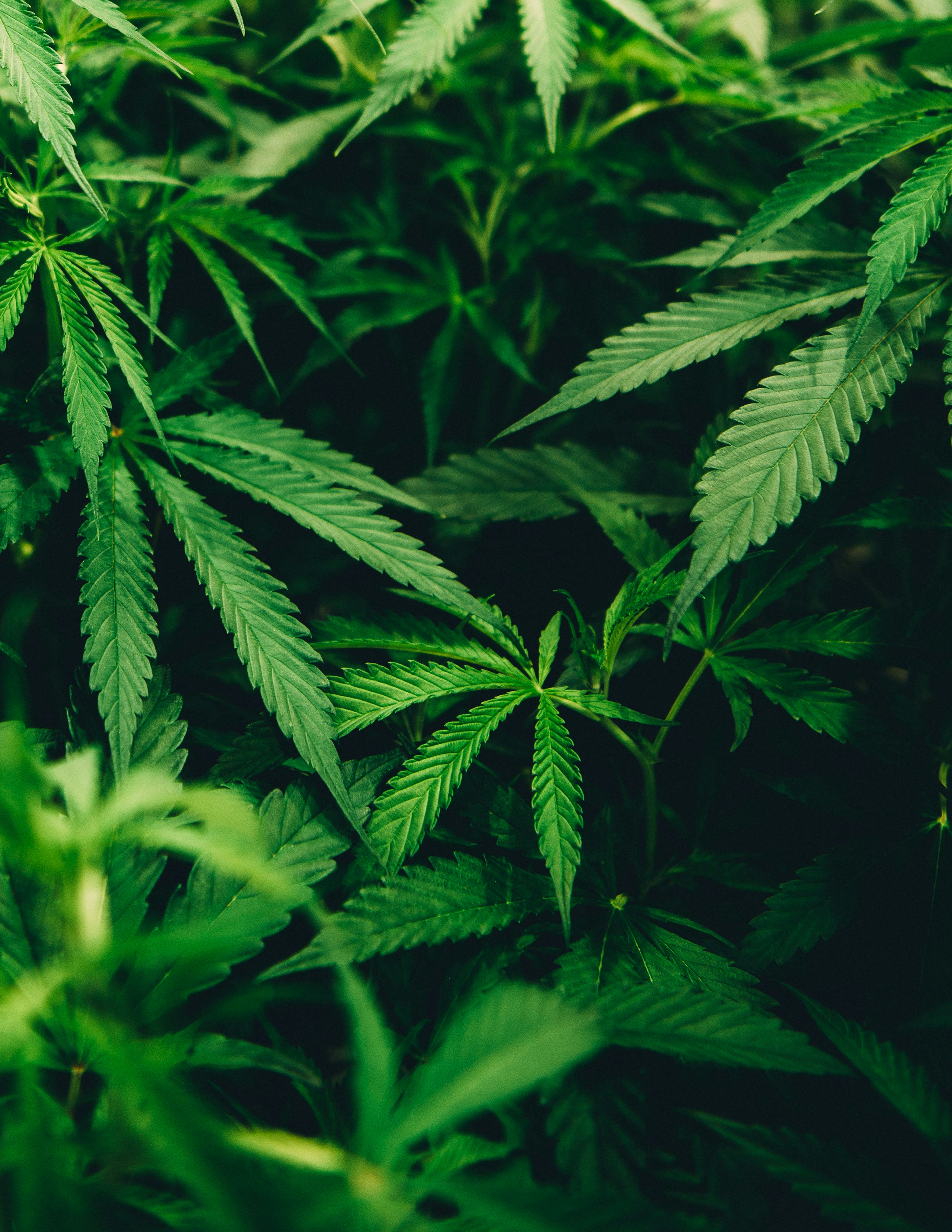 THC / Cannabis