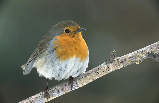 BIRDWATCH — Northern Europe